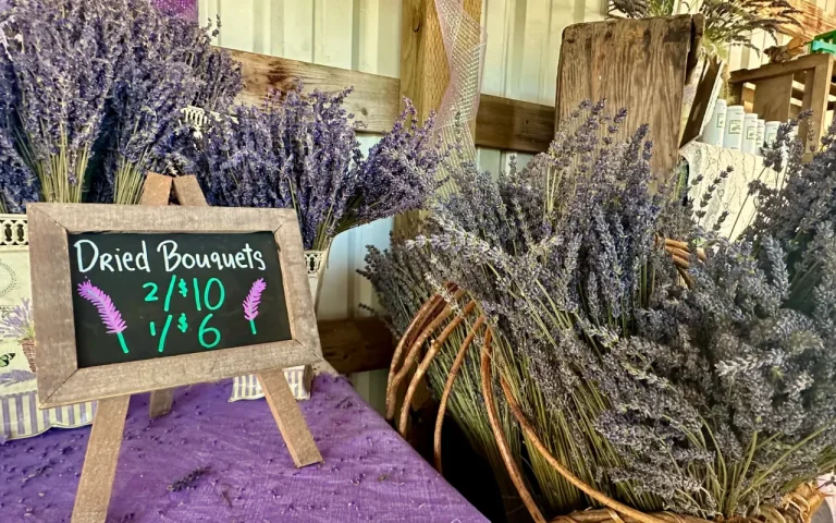 McKenzie River Lavender Festival 3 768x480