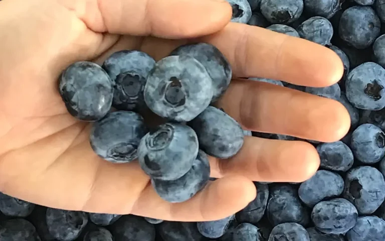 Upriver Organics Blue berries 768x480