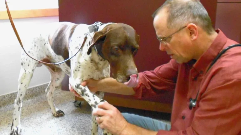 East Lane Vet dog 768x432