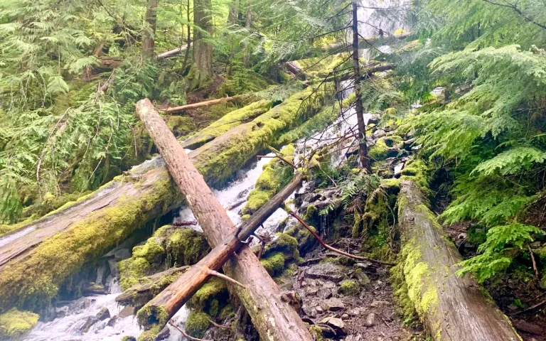 Proxy Falls McKenzie River Oregon 2nd waterfall 768x480