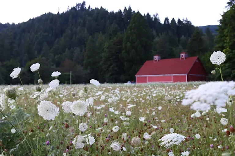 vida barn venue 768x512