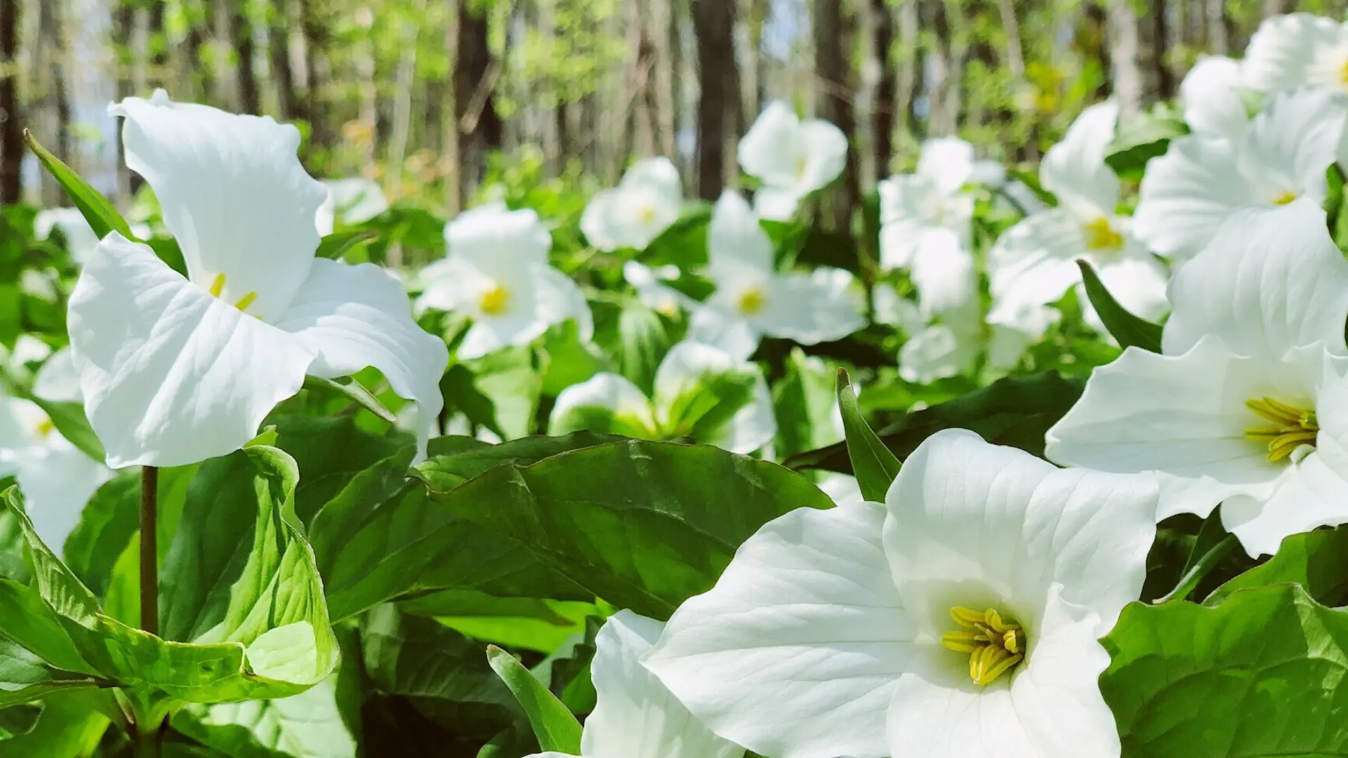 Spring Along the McKenzie River: Where the Forest Wakes Up 🌿