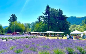 Image of McKenzie River Lavender Farm during the Lavender Bloom festival with Lavender in the foreground with vendor tents and food carts in the background.