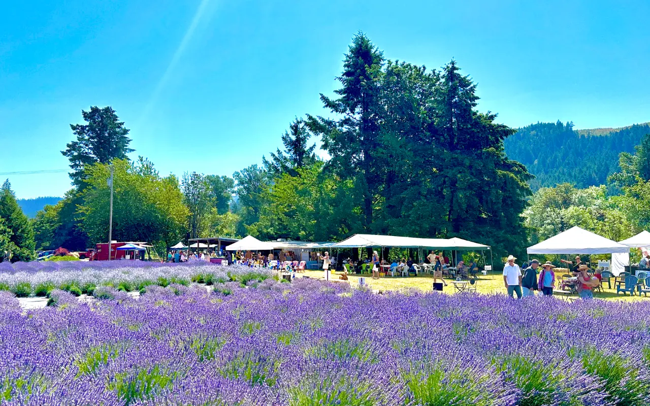 Everything You Need to Know About the McKenzie River Lavender Festival