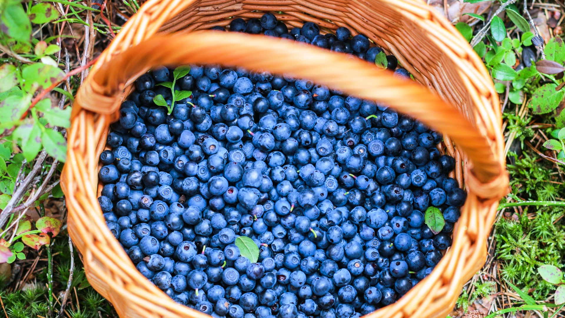 Blueberries Are Ripe: The Best U-Pick Farms on the McKenzie River