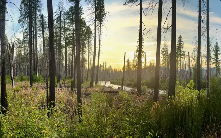 Aufderheide Sunset 768x480