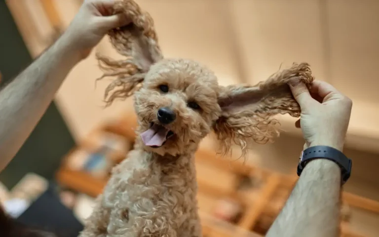 dog groomers 768x480