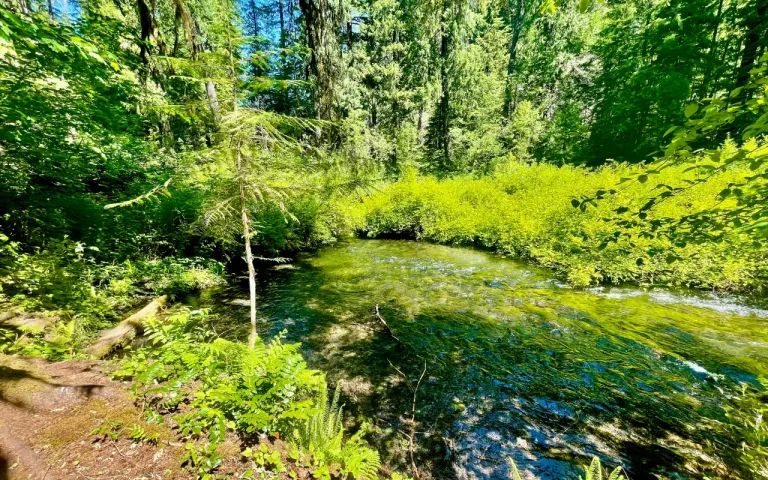Limberlost Campground Lost Creek McKenzie River Oregon 768x480