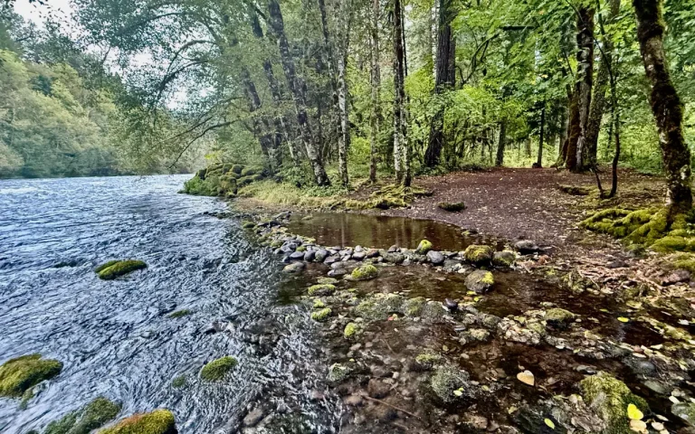 Paradise Campground McKenzie River riverside campsite 17 768x480
