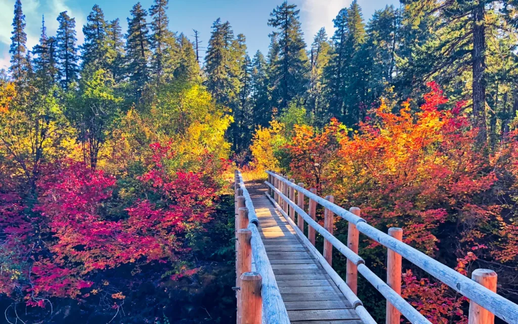 McKenzie River Trail - McKenzie River - McKenzie Bridge, Oregon by Chris LaVoie 